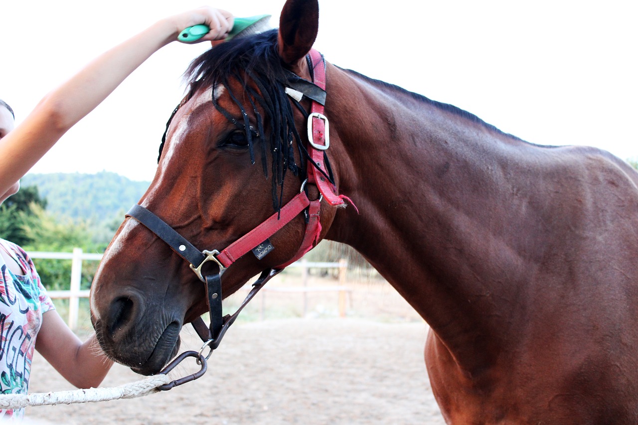 Image - horse trim comb horse