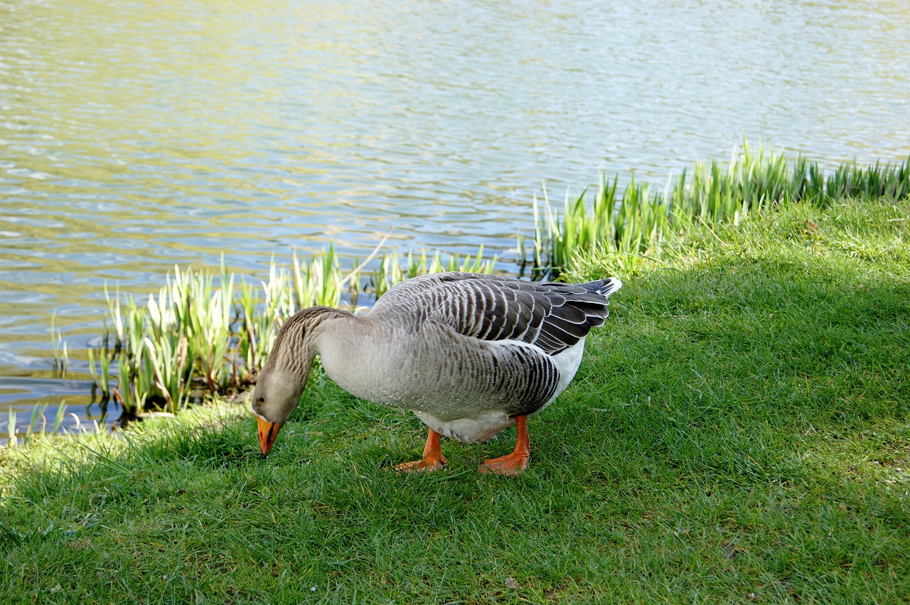 Image - animals geese parks normandy