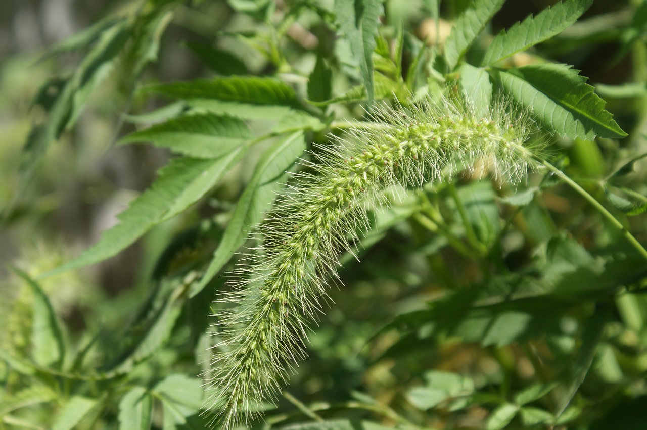 Image - foxtail green plants nature