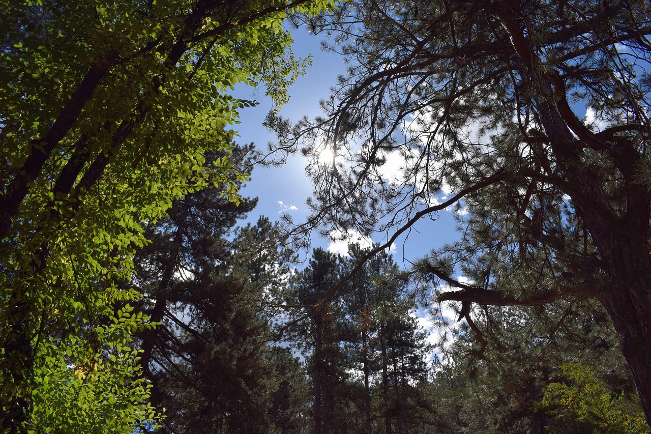 Image - nature sky sun blue day natural