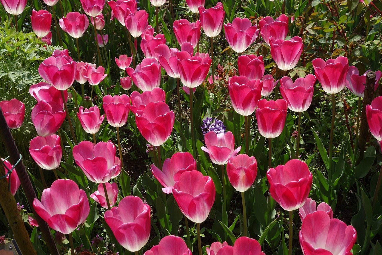 Image - tulips tulip bed tulip sea