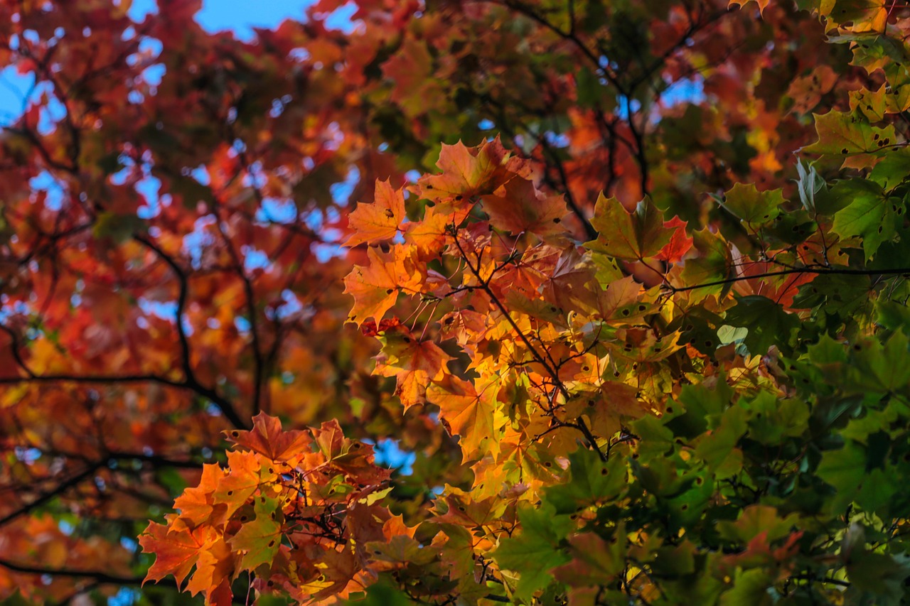 Image - autumn beauty paint stroll maple