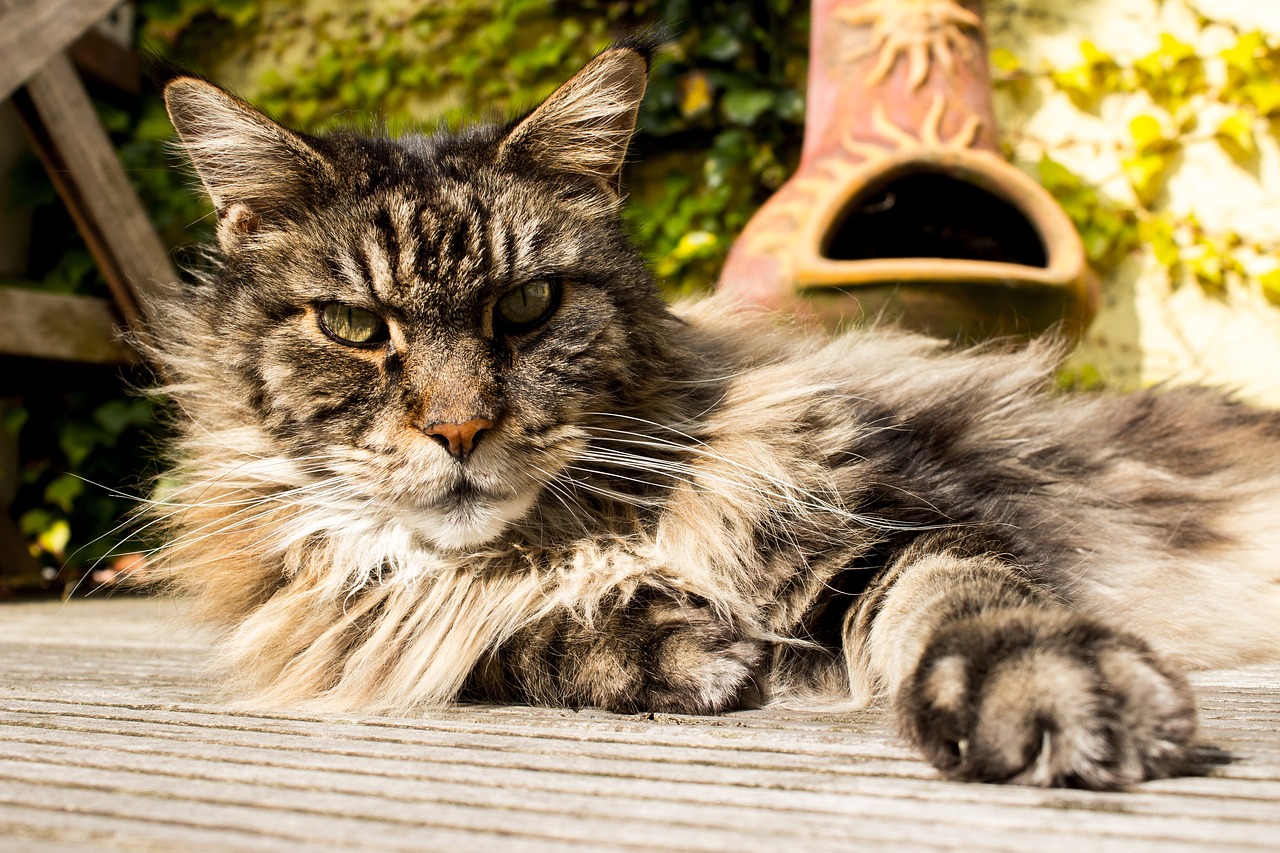 Image - main coon pet cat domestic cat