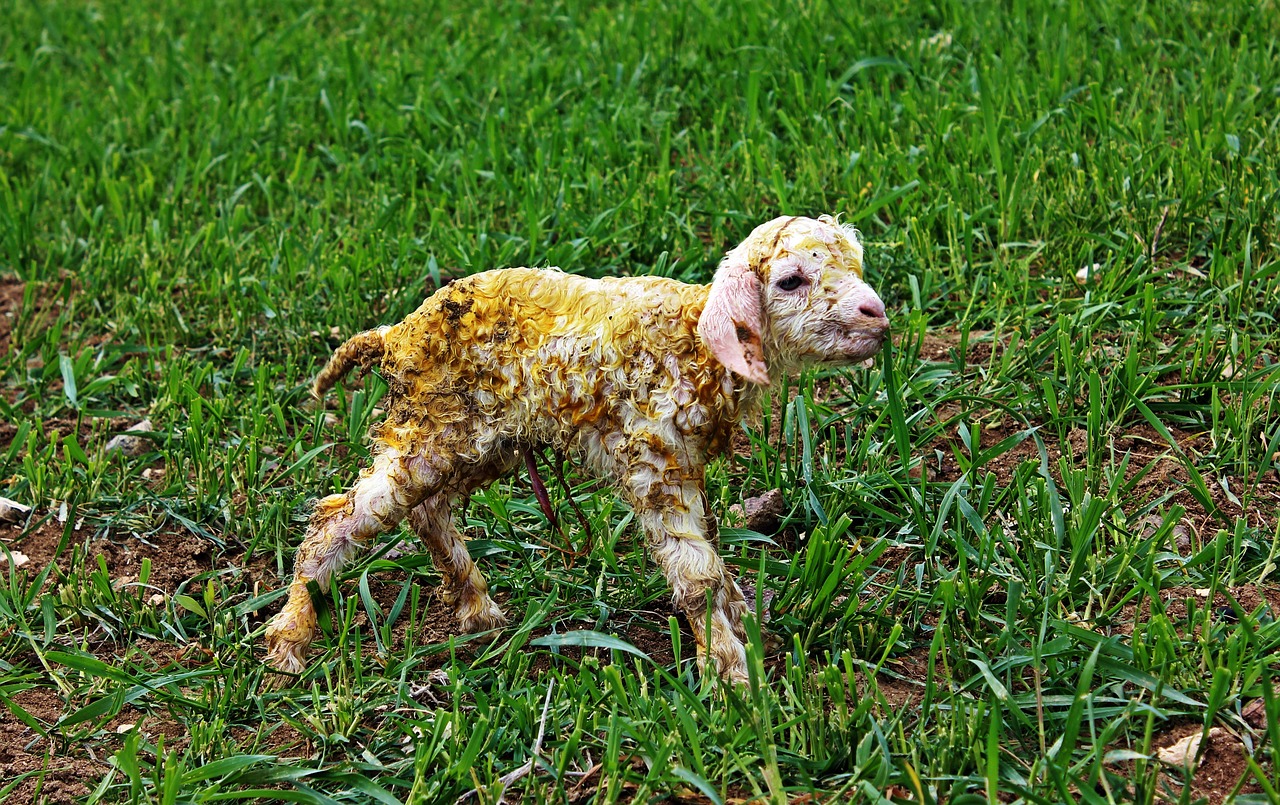 Image - goat newborn ankara angora goats