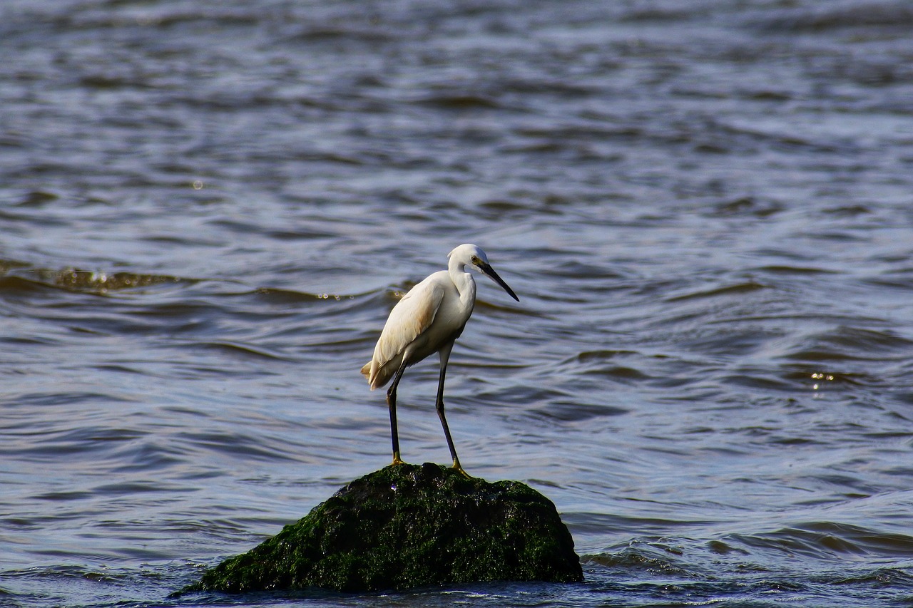 Image - animal sea river estuary waterside