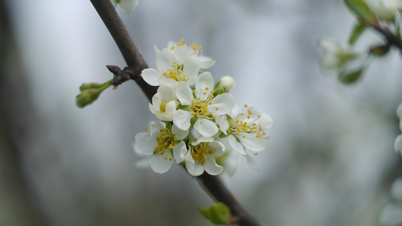 Image - cherry flower closeup blooming tree