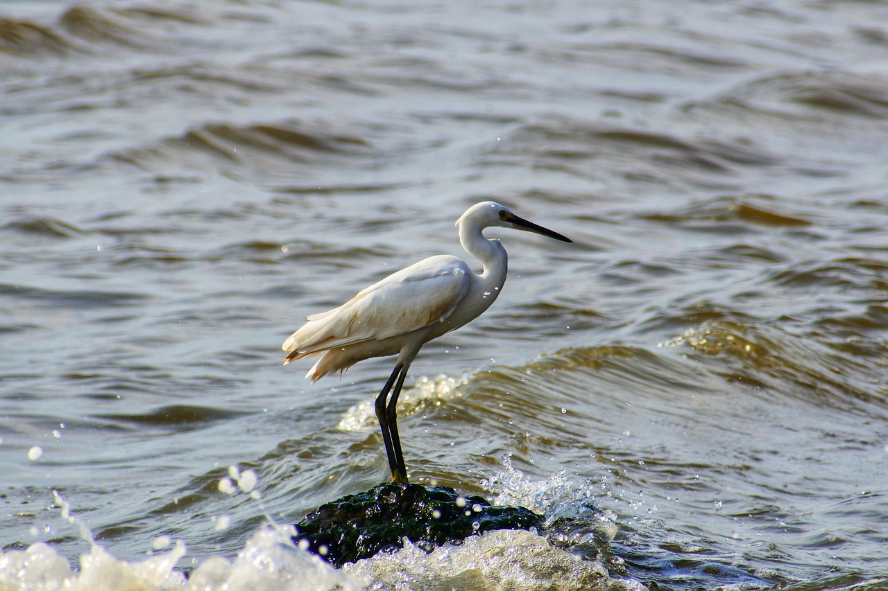 Image - animal sea river estuary waterside