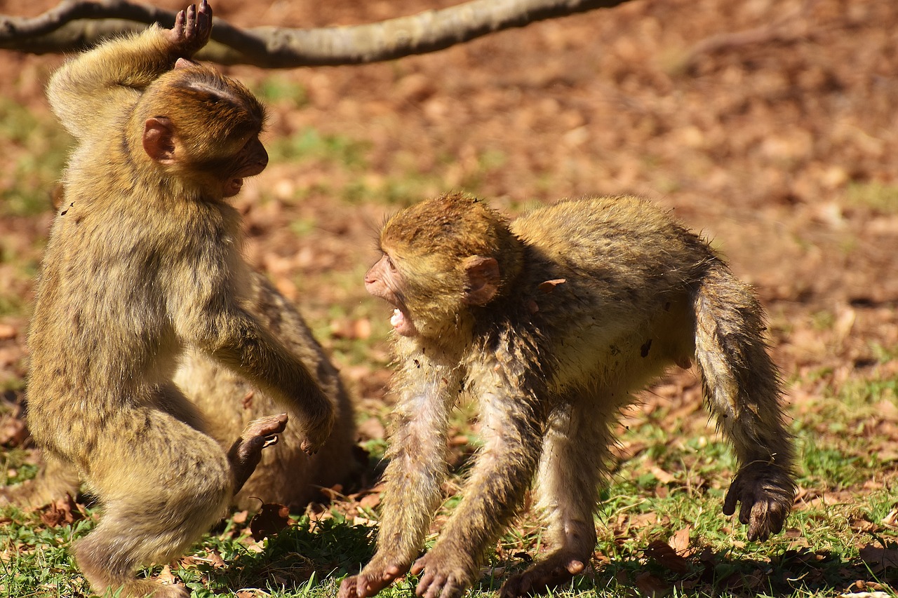 Image - berber monkeys play cute