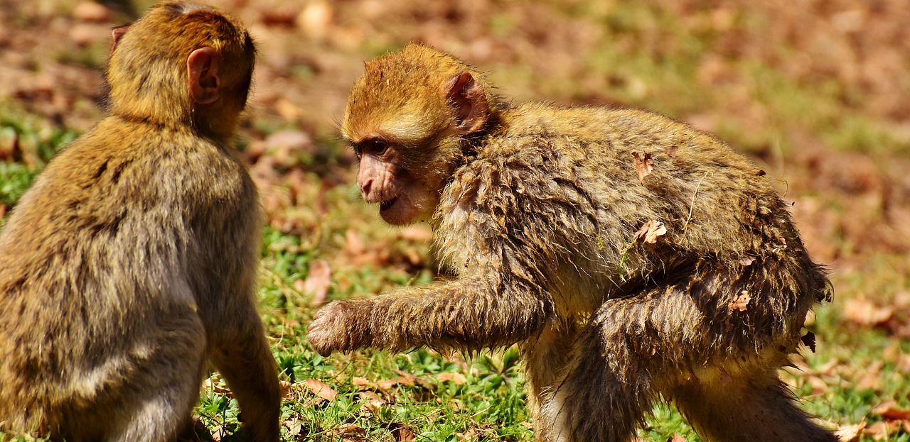 Image - berber monkeys play cute