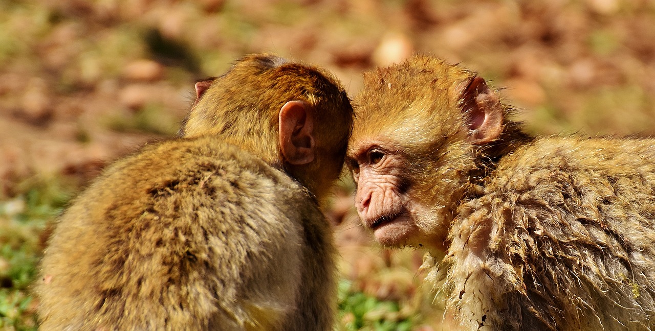 Image - berber monkeys play cute