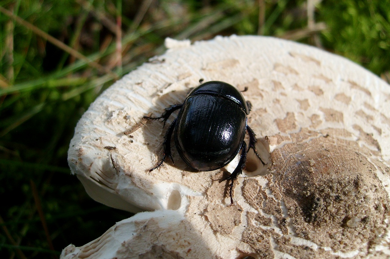 Image - beetle insect macro nature