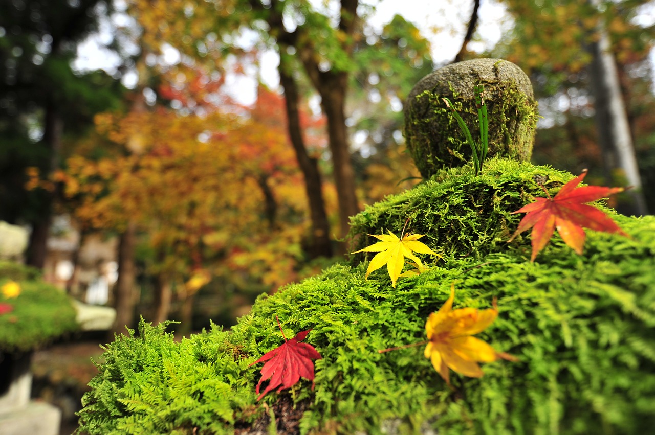 Image - autumnal leaves maple temple