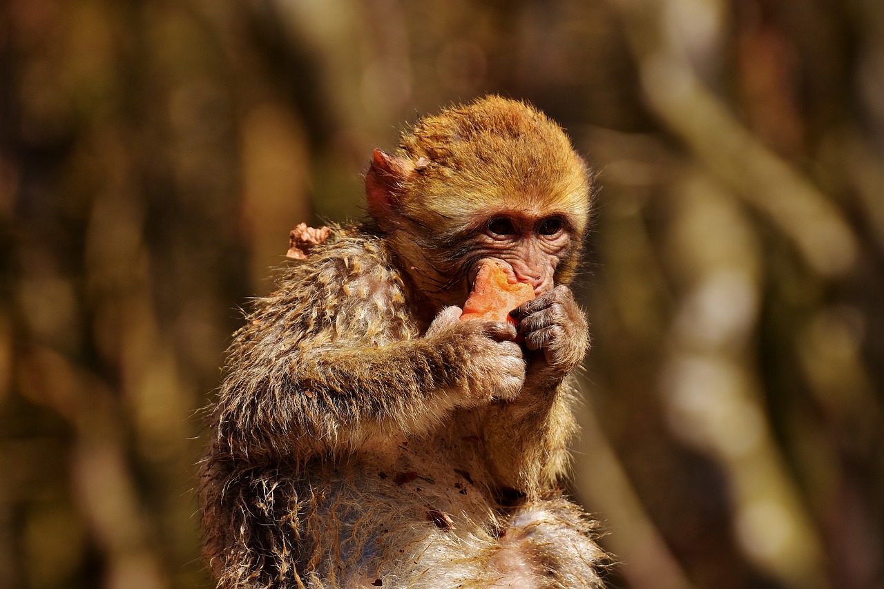 Image - barbary ape eat carrot cute