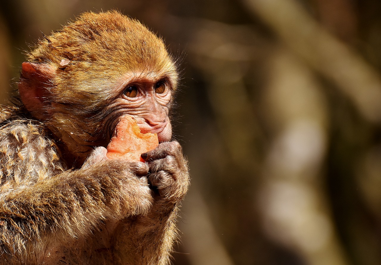 Image - barbary ape eat carrot cute