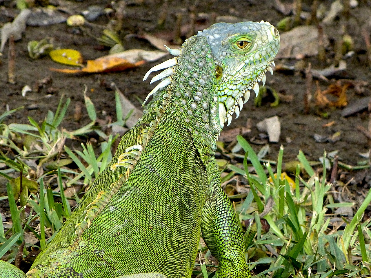 Image - iguana usa florida