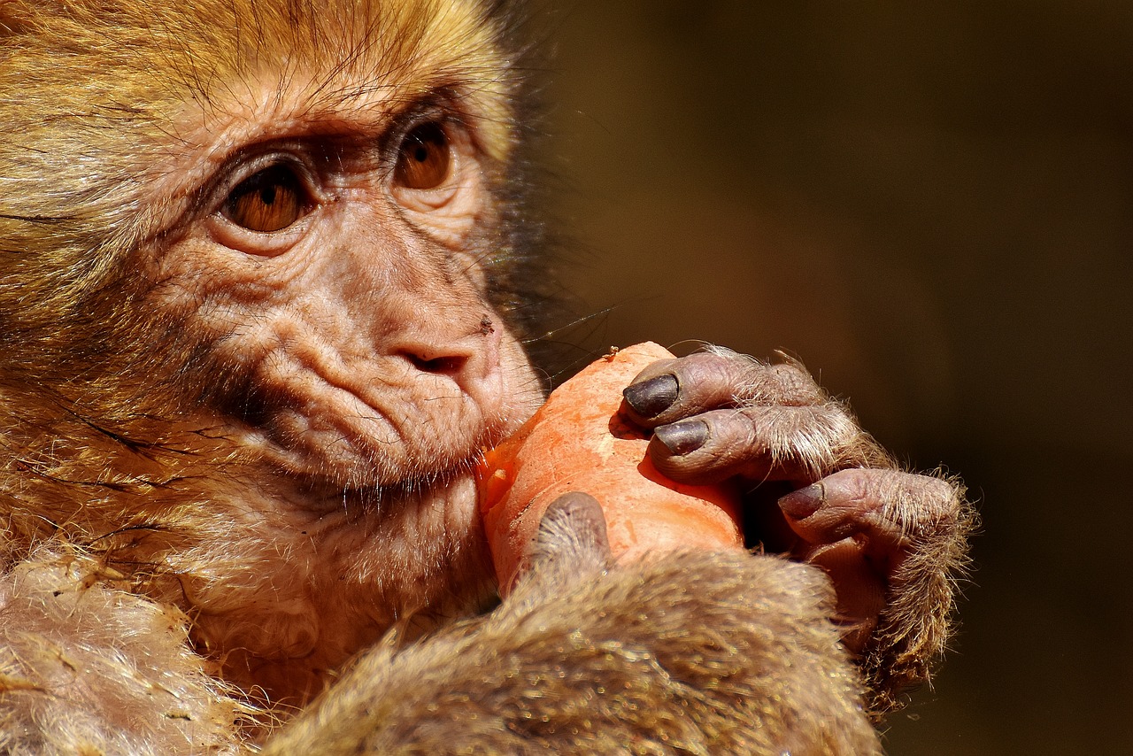 Image - barbary ape eat carrot cute