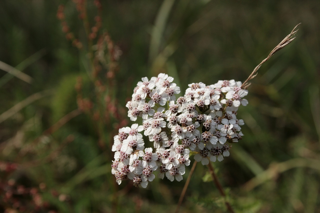 Image - yarrow achillea millefolium