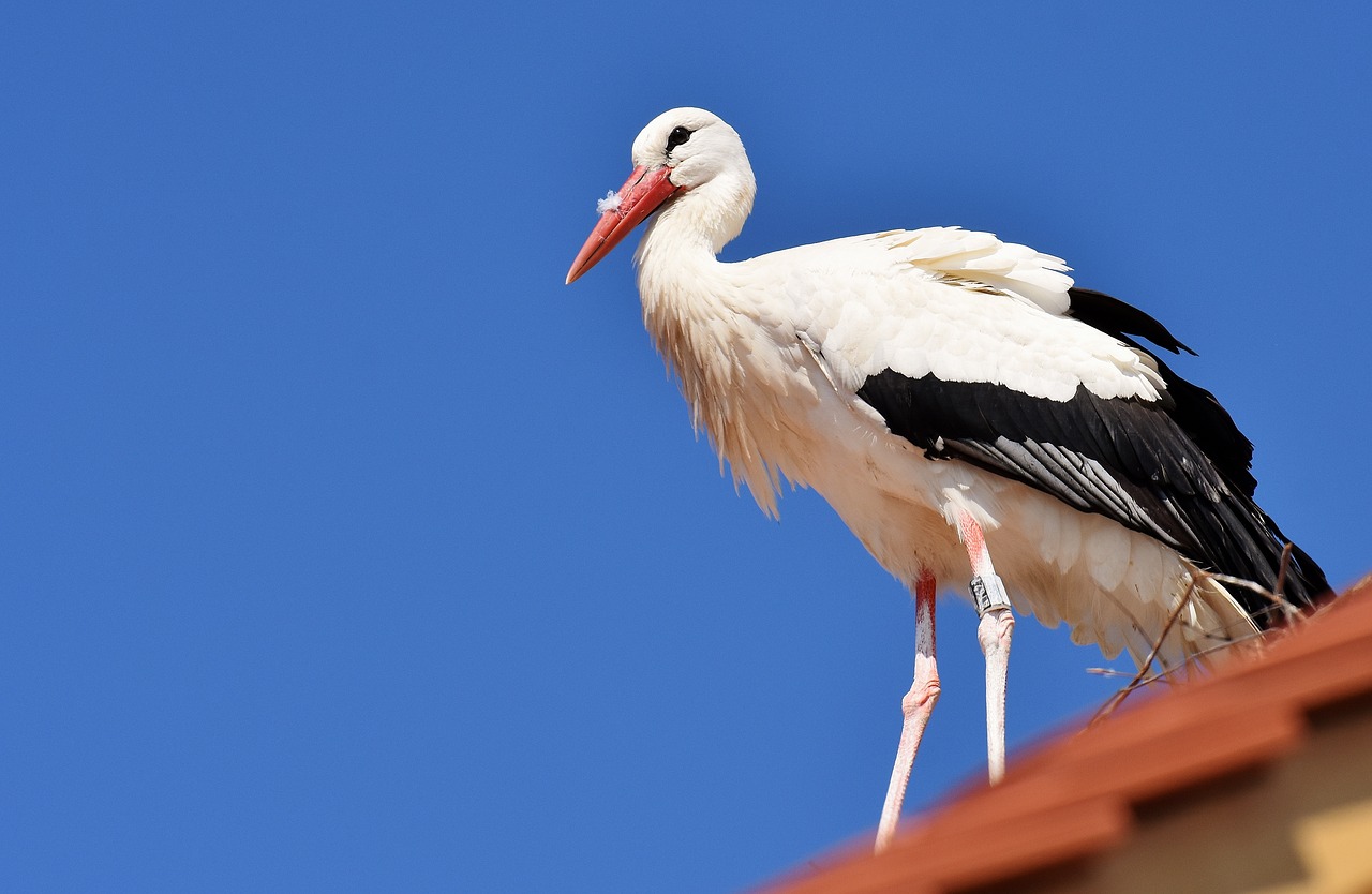 Image - stork fly bird white stork plumage