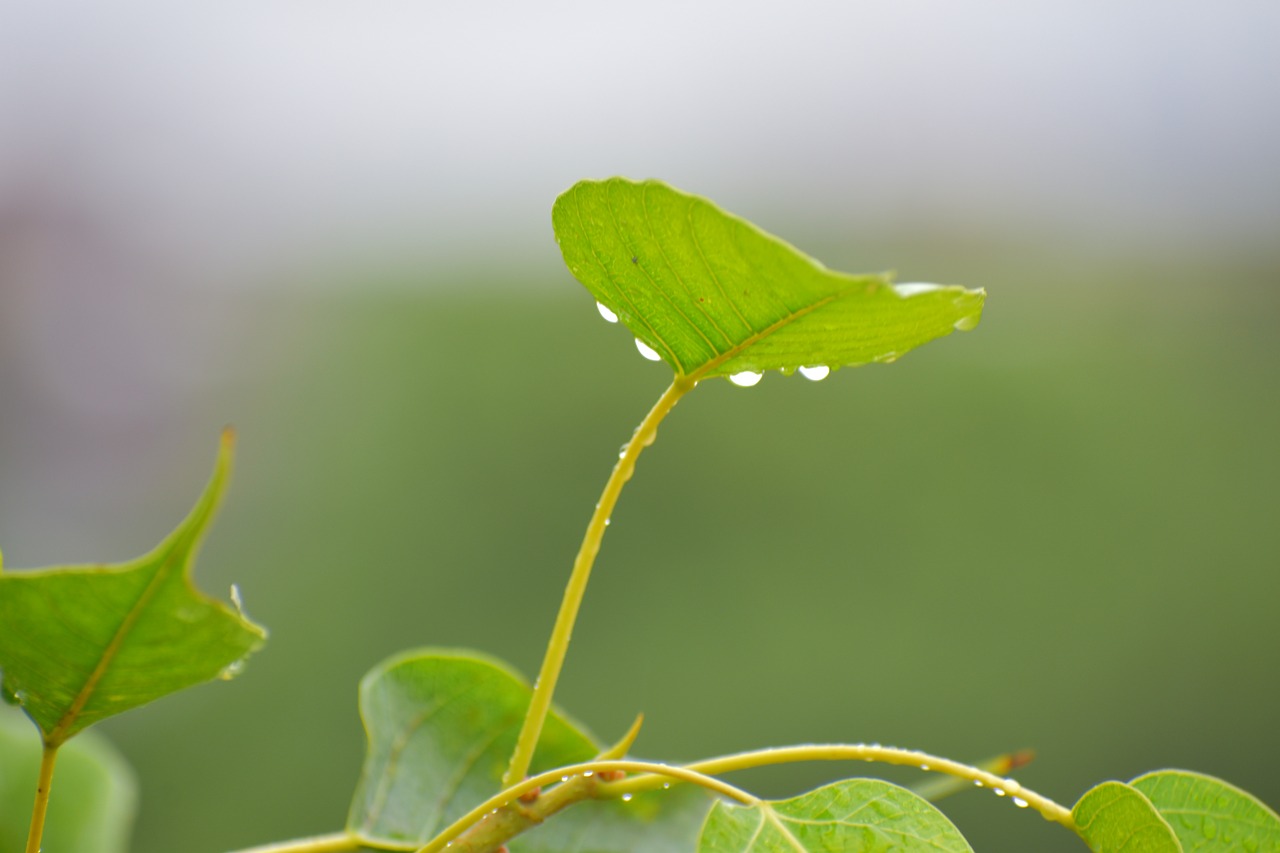 Image - pipal leaf rain drops bodhi leaf