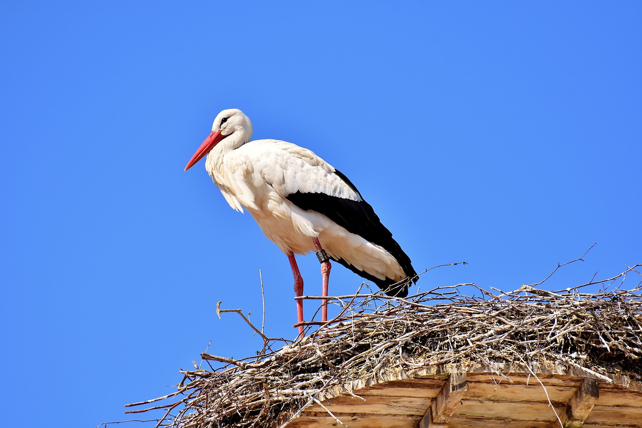 Image - stork fly bird white stork plumage