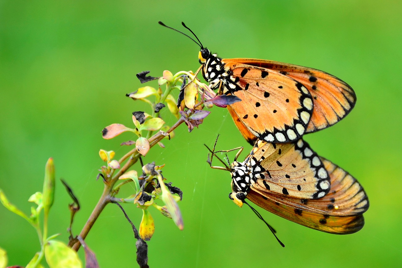 Image - couple butterfly wildlife love