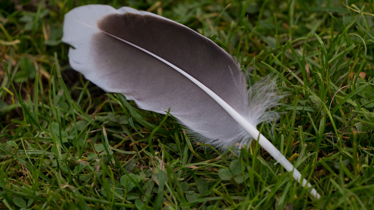 Image - feather meadow duck nature animal