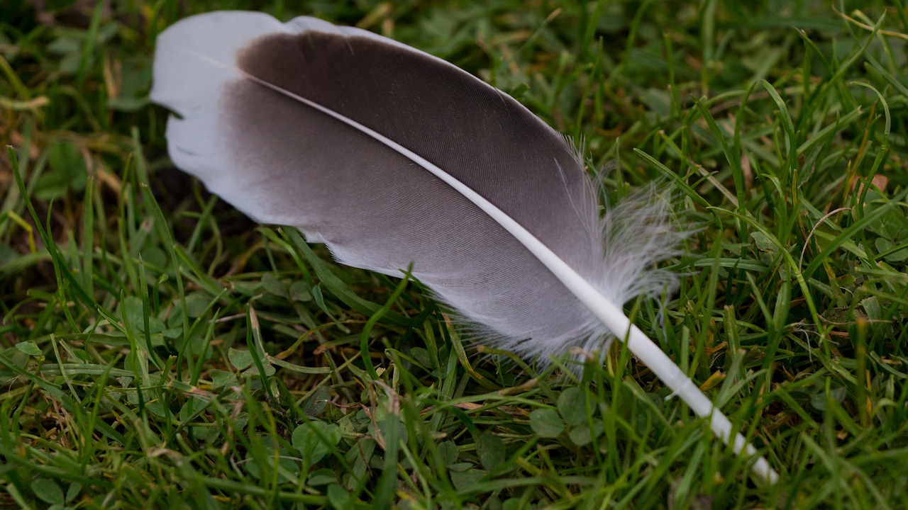 Image - feather meadow duck nature animal