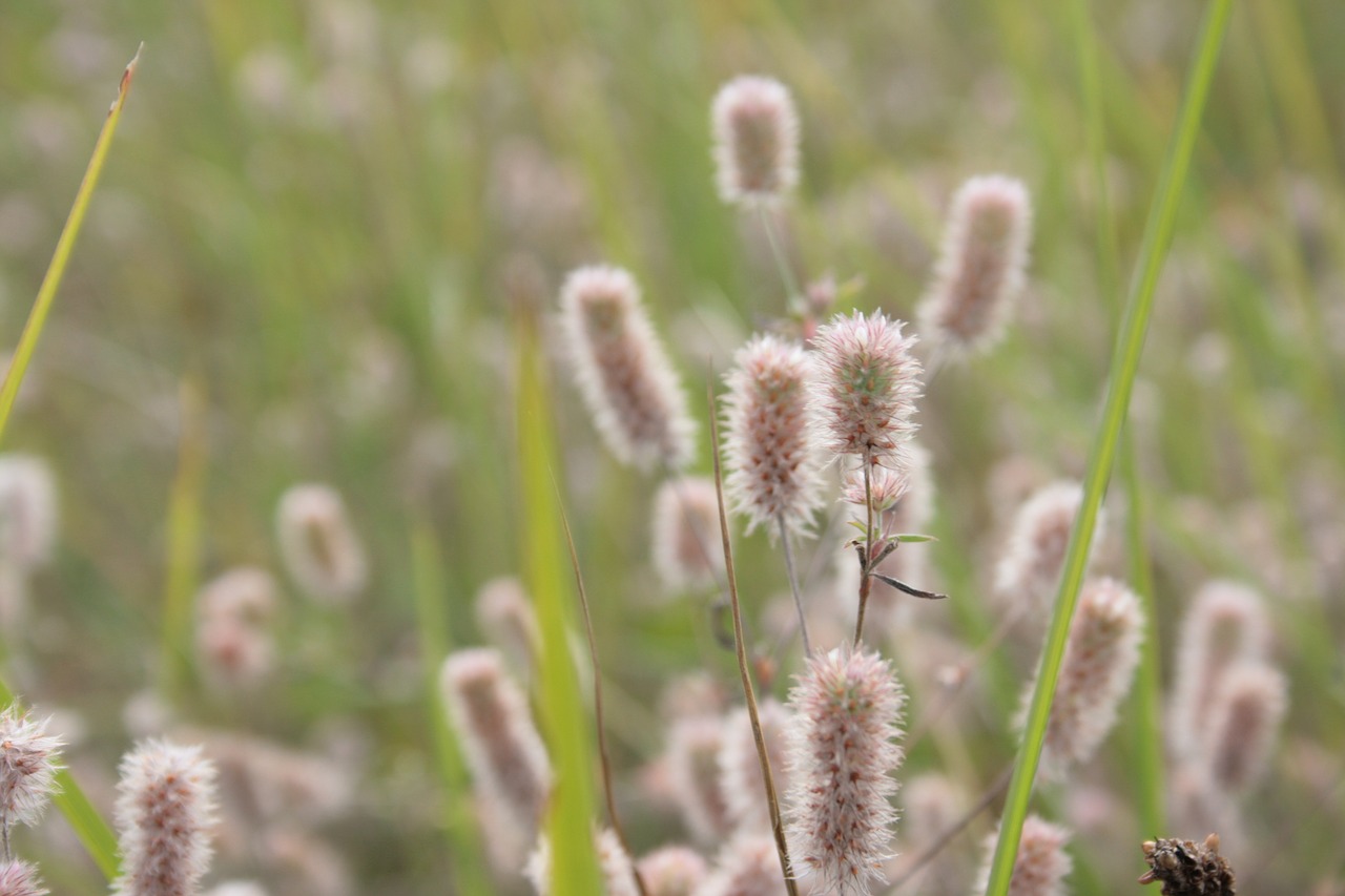 Image - rabbit clover arable clover