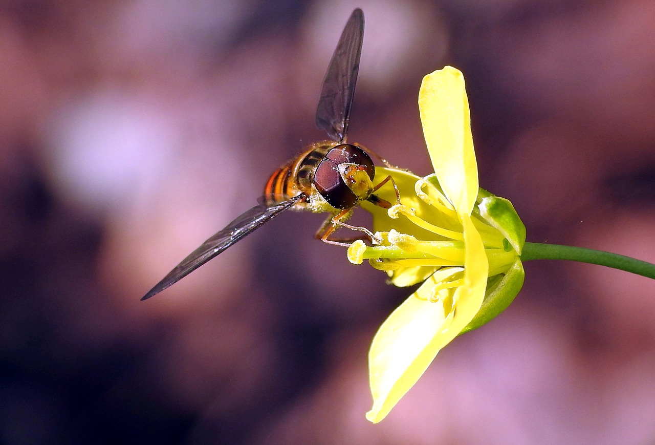 Image - insect close macro unknown insect