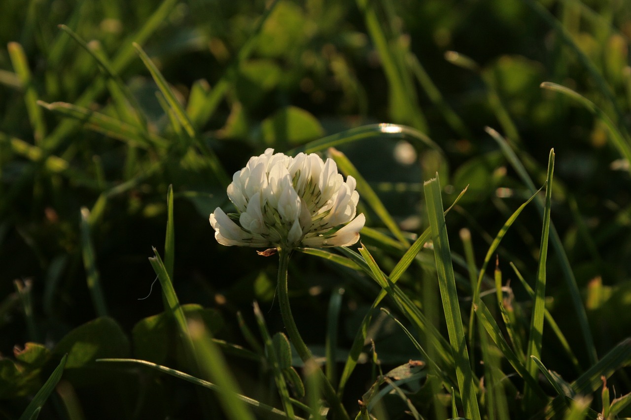 Image - white clover trifolium repens