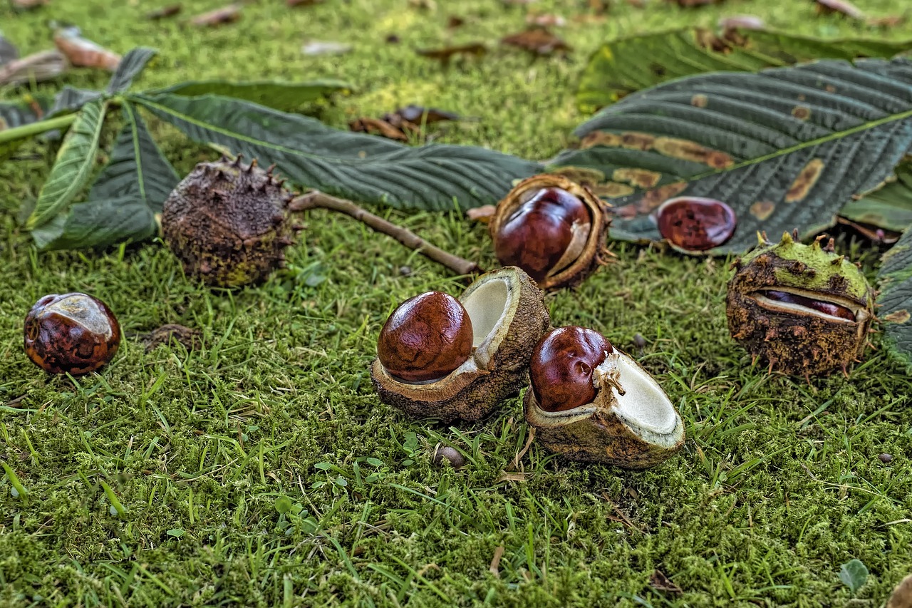 Image - chestnut common rosskastanie