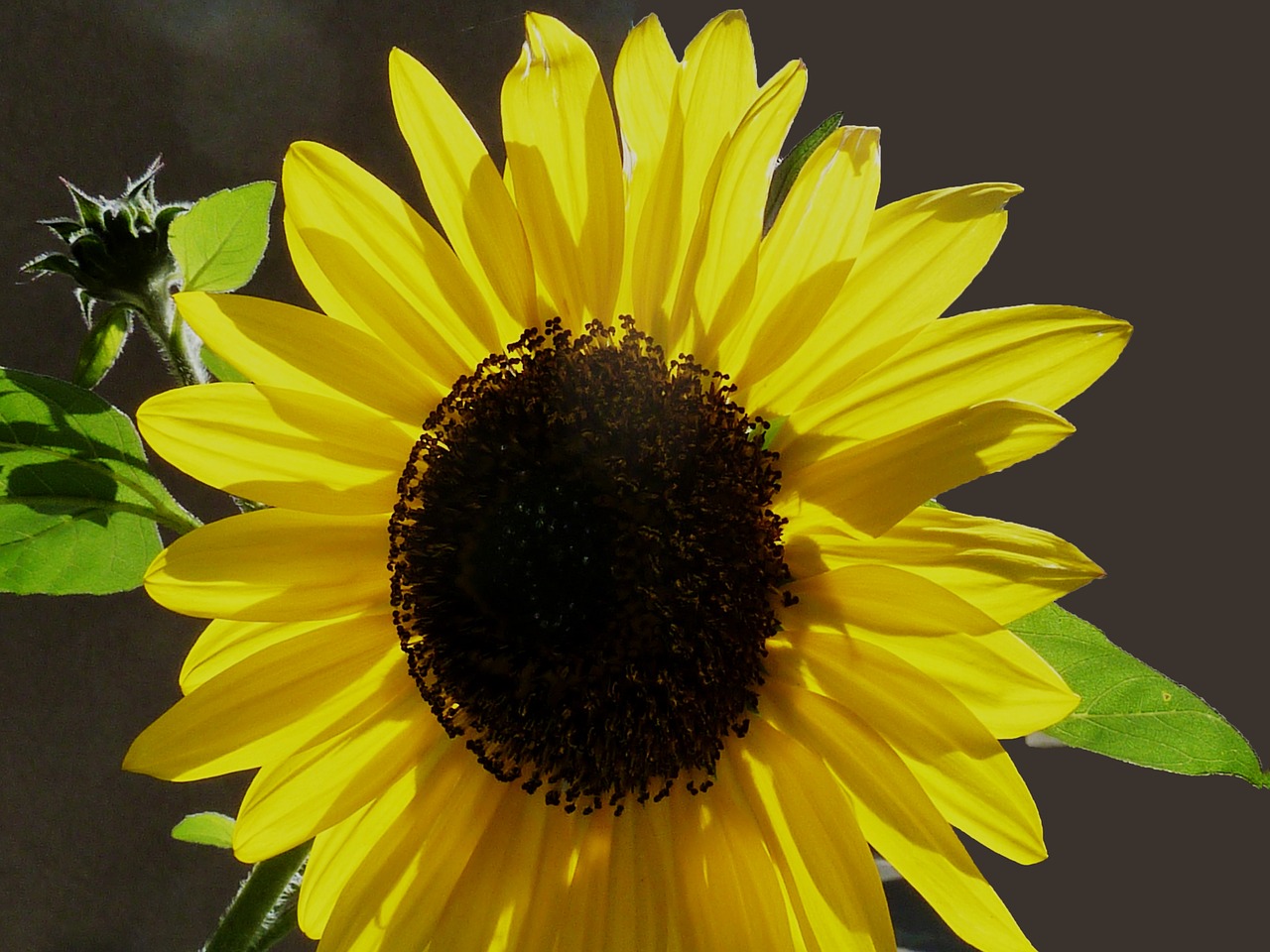 Image - sun flower autumn yellow green