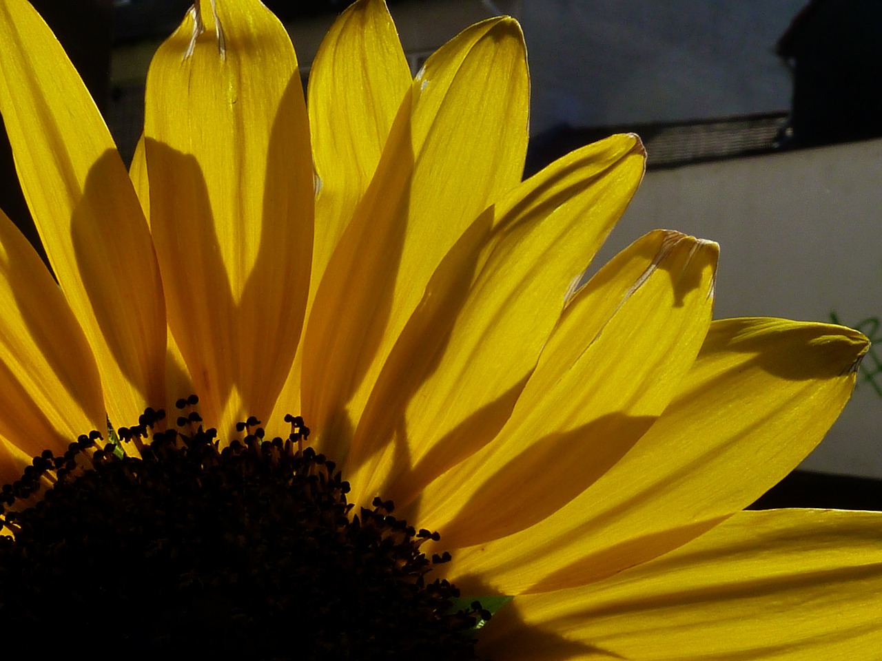 Image - sun flower autumn yellow green