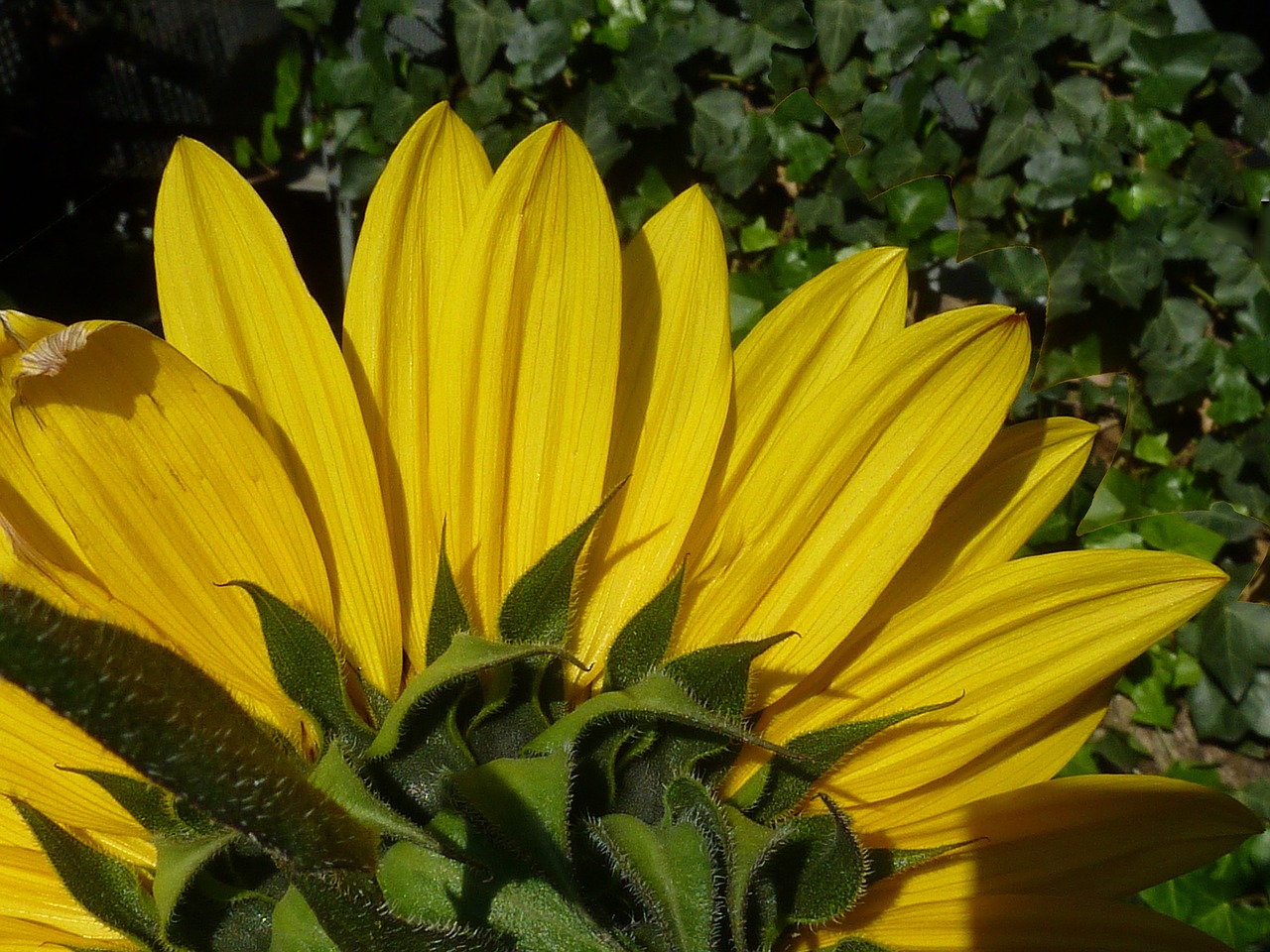 Image - sun flower autumn yellow green