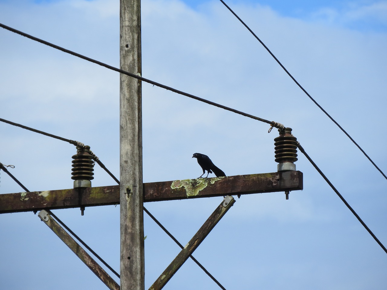 Image - bird wire electricity tropical