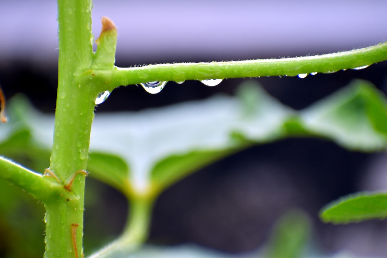 Image - raindrops refraction twig green