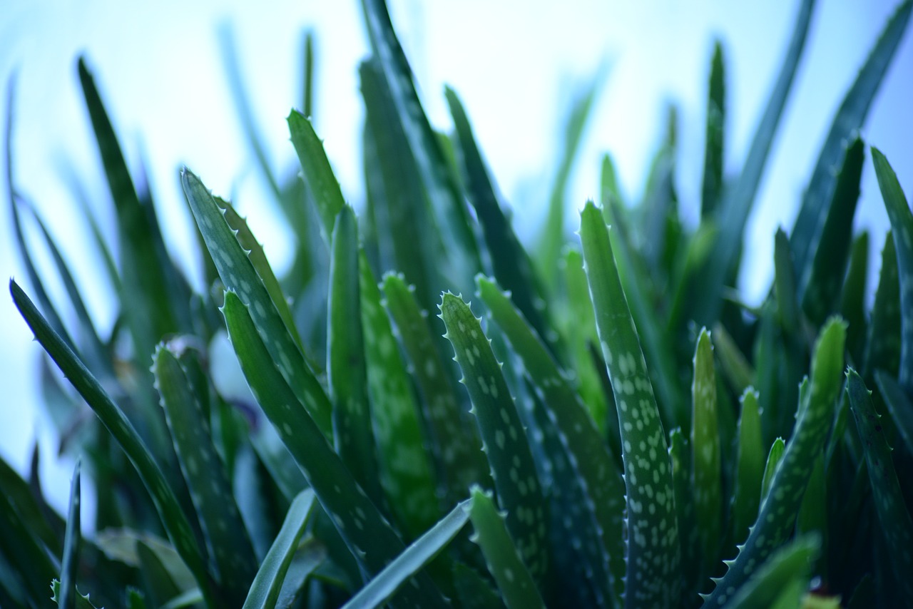 Image - aloe vera aloe barbadensis