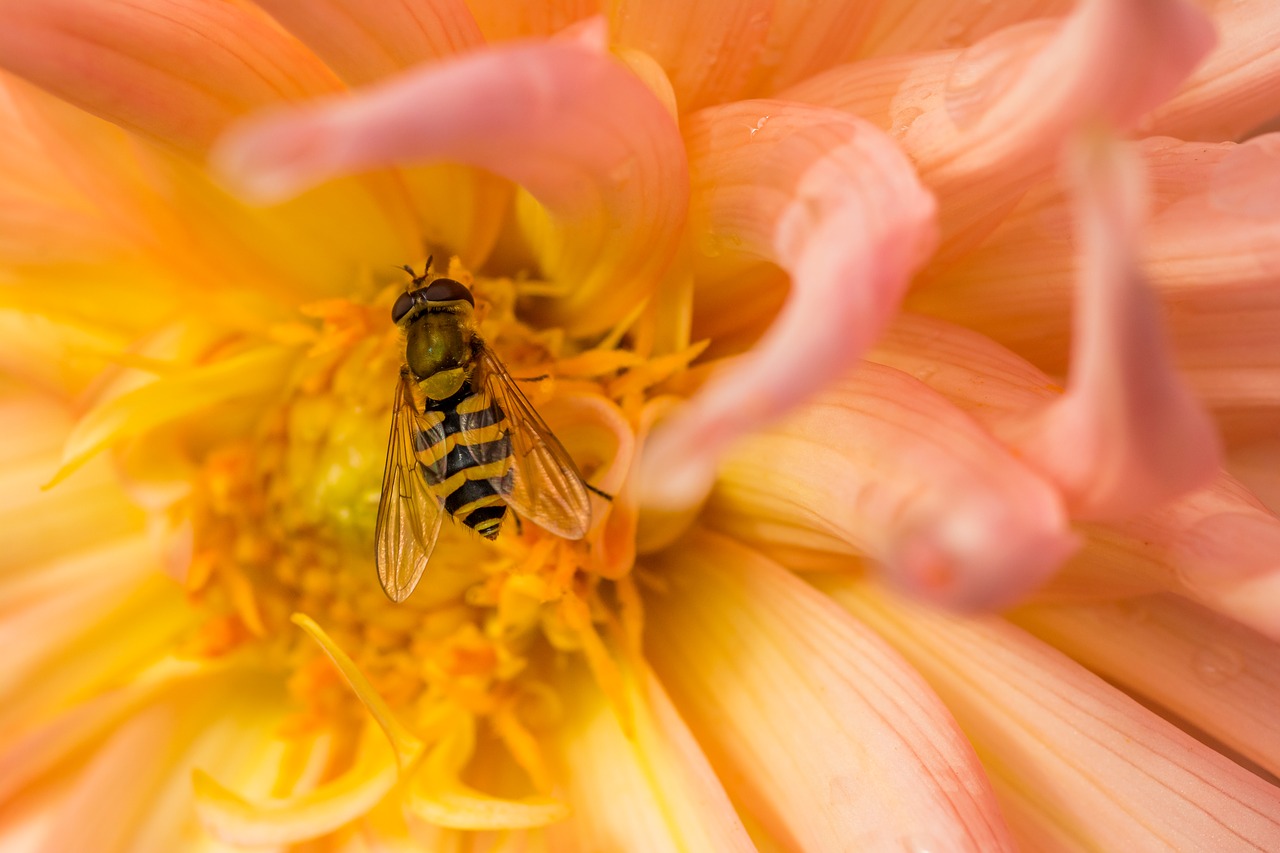 Image - hornet flower macro pollen insect