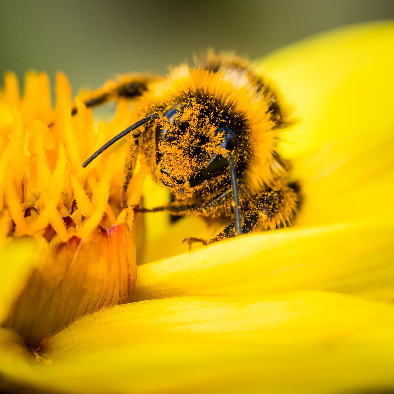 Image - bee pollen bumblebee collecting