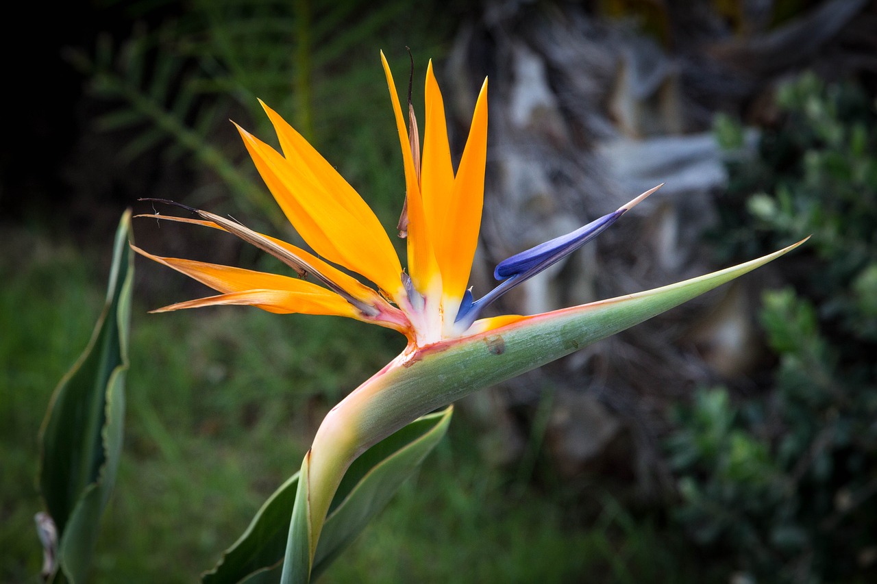 Image - flower bird of paradise exotic