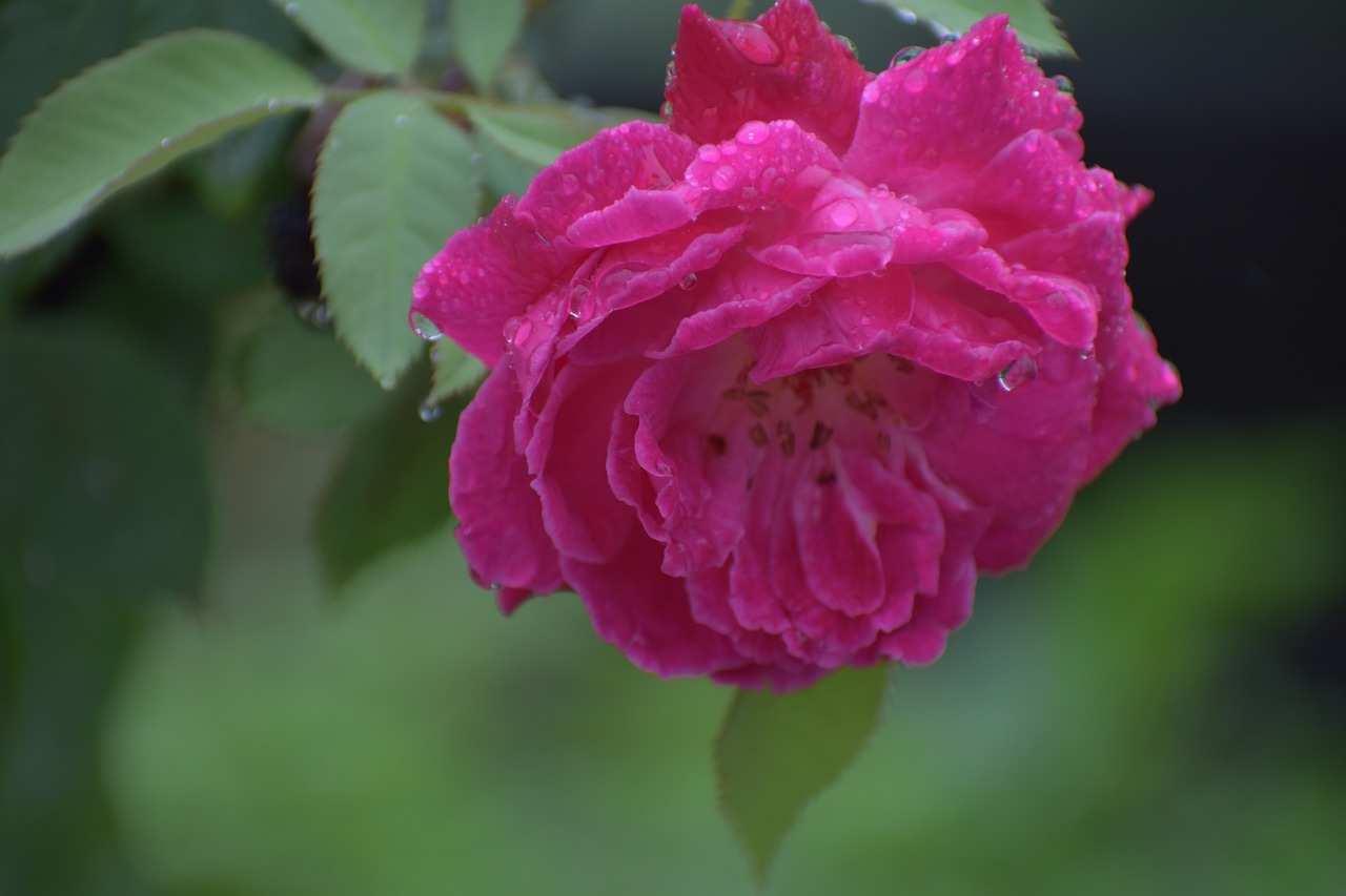 Image - rose pink flower droplets