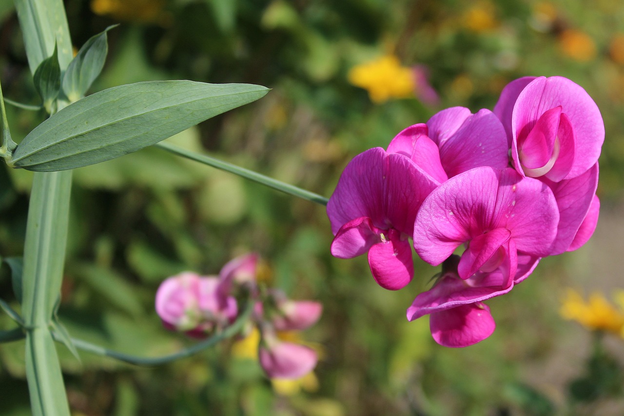 Image - sweet pea scented dashing garden