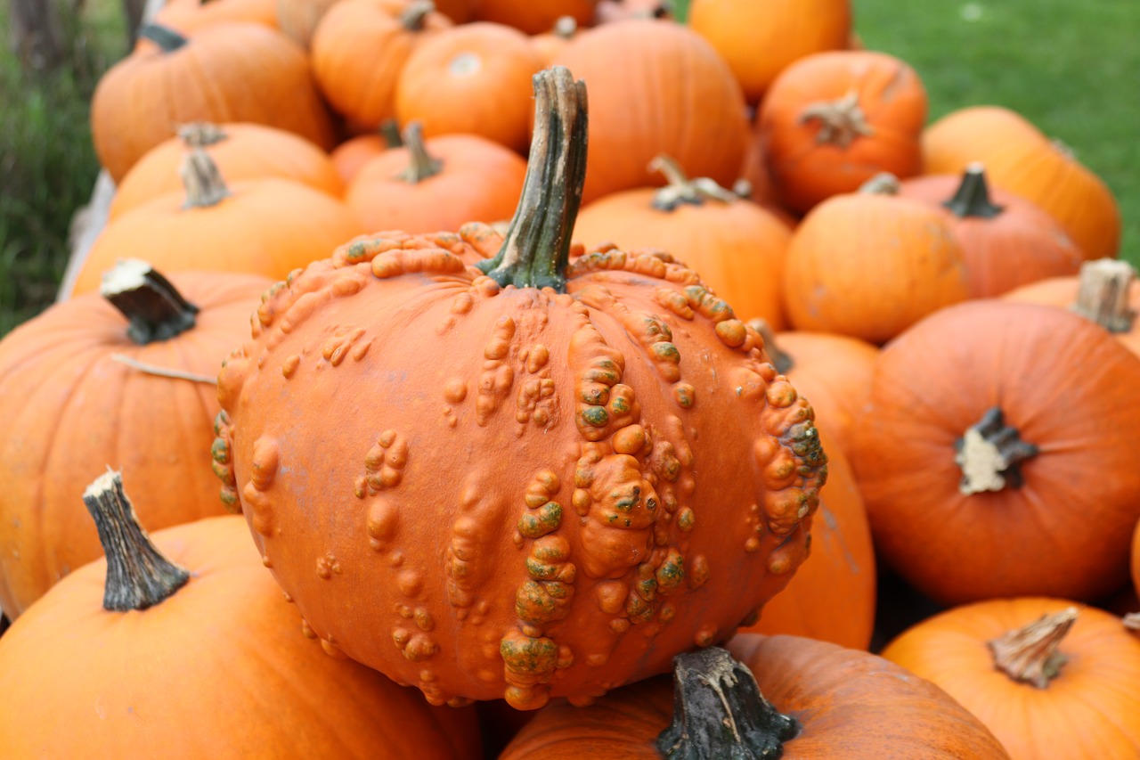 Image - pumpkin autumn pumpkins autumn