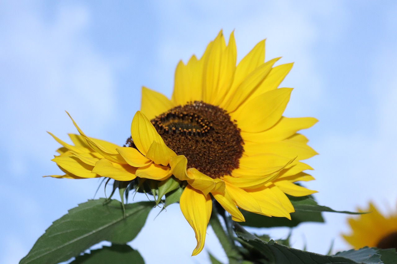 Image - sun flower sky yellow flowers