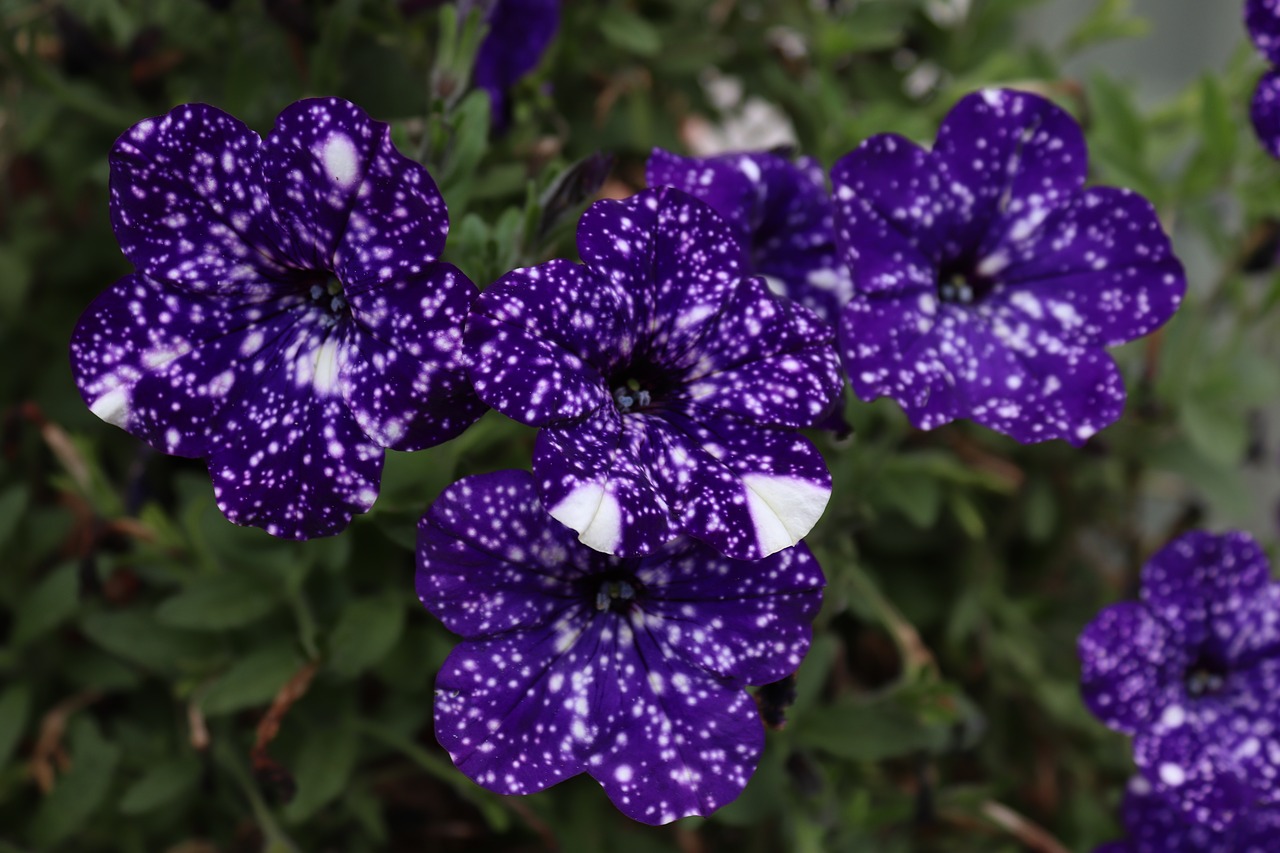 Image - flower petunia color blue spotted