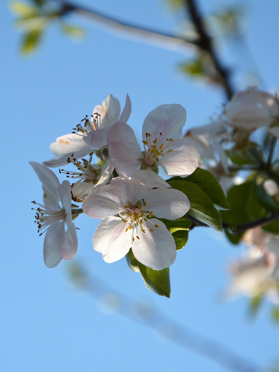 Image - sprig spring chichewa spring nature