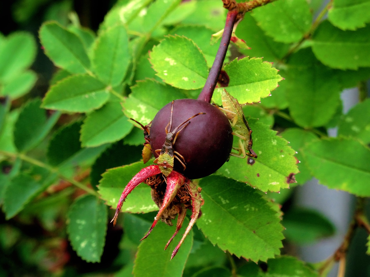 Image - insect nature berry leaf leaves