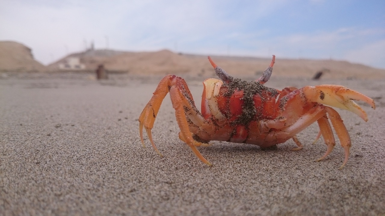 Image - crab beach approach sand