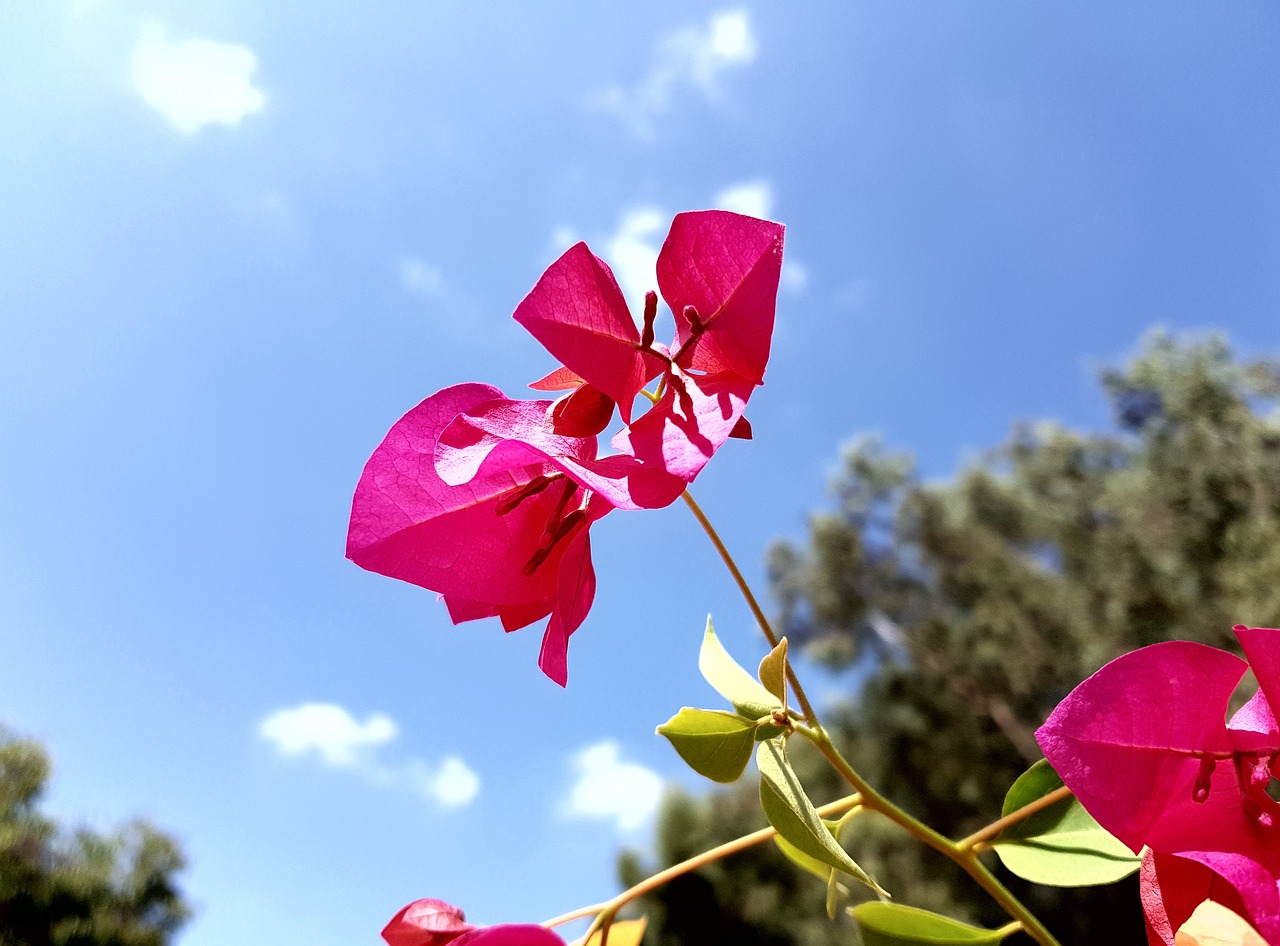 Image - flower heaven pink leaf bloom