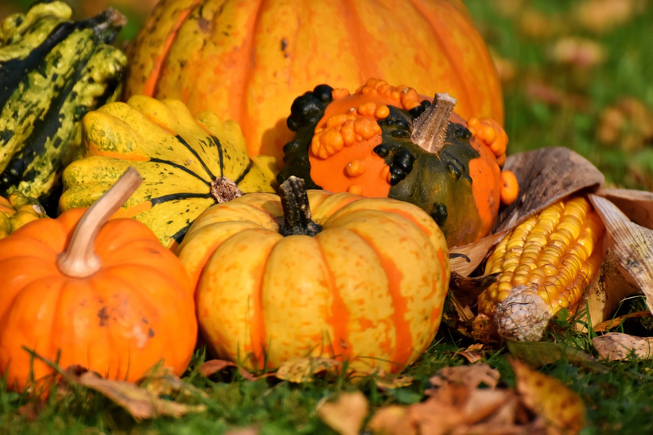 Image - pumpkins colorful autumn decoration